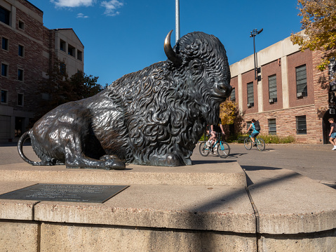 Boulder, Colorado, USA-October 23, 2023: Students walking and riding between classes in a plaza next to Folsom Field on the campus of the University of Colorado, Boulder. Bison statue in the foreground.