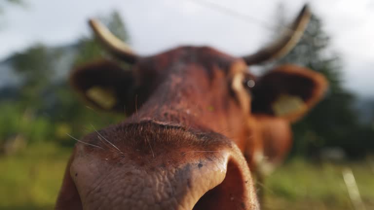 SLO MO Close-up of cow showing nose to camera and swatting flies on farm