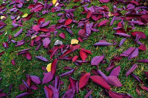 Autumn Leaves on Ground Detail - Fall color detail nature background image showing colorful autumn leaves spread out at ground level and scattered on green lawn grass.