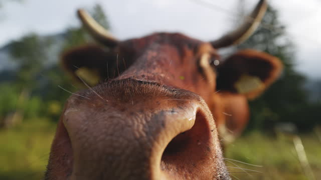 SLO MO Close-up of cow showing nose to camera and swatting flies on farm