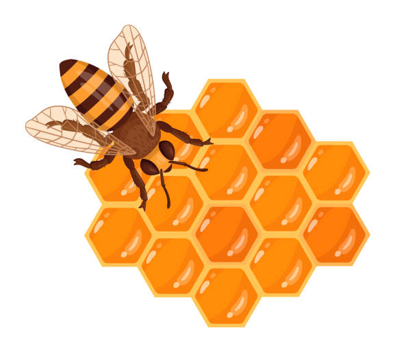 ilustraciones, imágenes clip art, dibujos animados e iconos de stock de abeja sentada en un panal. panal de la historieta con miel dulce que se derrite, artesanía y apicultura. abeja linda con ilustración vectorial plana de miel - honey hexagon honeycomb spring