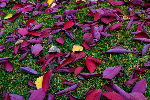 Autumn Leaves on Ground Detail - Fall color detail nature background image showing colorful autumn leaves spread out at ground level and scattered on green lawn grass.