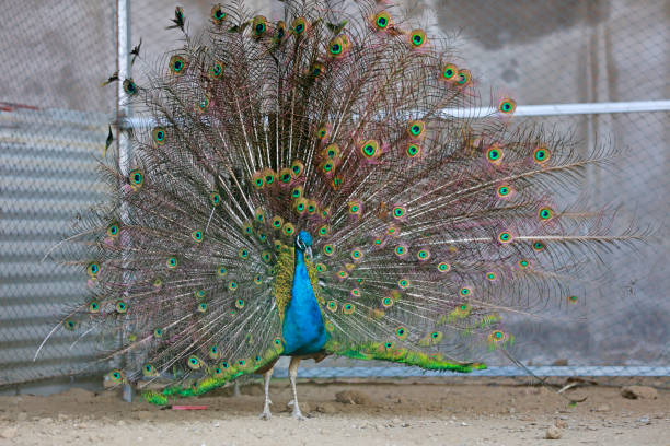istock peacock flaunting its tail in a zoo, North China 1756083118