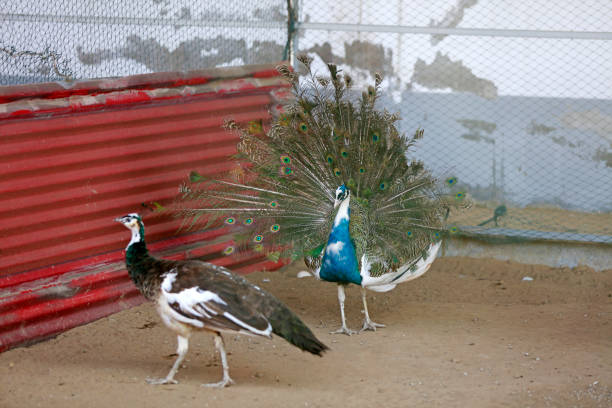 istock peacock flaunting its tail in a zoo, North China 1756085347