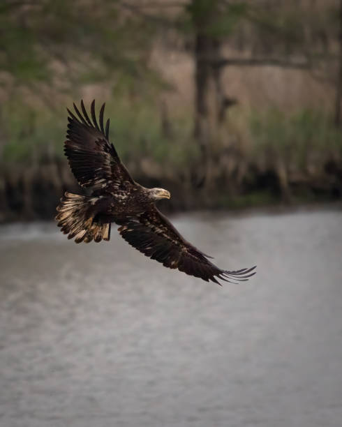 istock Birds - Juvenile Bald Eagle, Jamestown, Virginia 1756087623