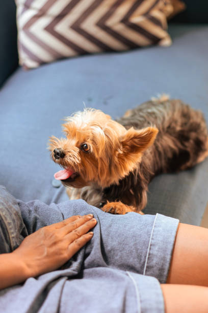 istock Yorkshire Terrier relaxing on sofa with owner. Heartwarming relationships between people and their beloved pets. 1756088811
