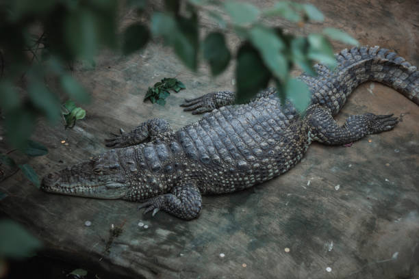 istock Top view of a crocodile resting on the ground 1756091647