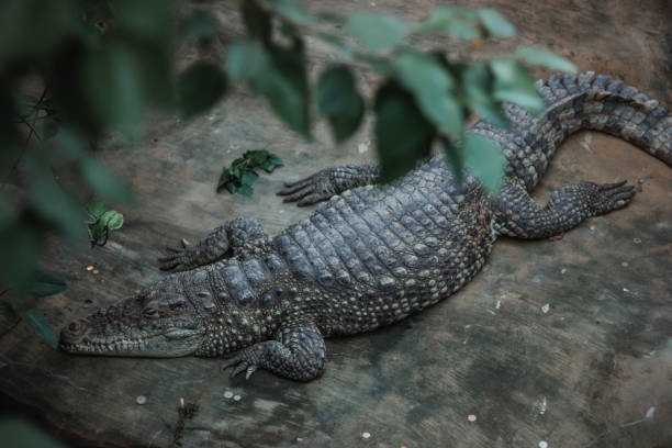 istock Top view of a crocodile resting on the ground 1756091670