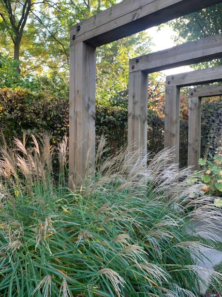 istock Pergola and beautiful ornamental grass close-up 1756099201