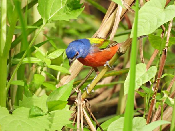 istock Painted Bunting (Passerina ciris) - male perched on a plant stem 1756102447