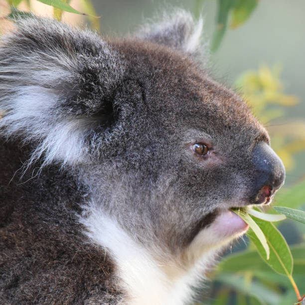 istock Koala (Phascolarctos cinereus) munching on fresh eucalyptus leaves 1756103657