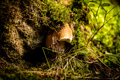 Day Looking for Mushrooms in the wood