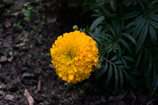 View of inflorescence of bright red and yellow beautiful Tagetes erecta flowers, also called Aztec marigold, Mexican marigold, big marigold, cempazúchitl, cempasúchil, or African marigold in India