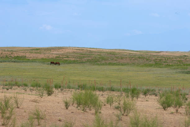 horses in the pasture, steppe and sky.