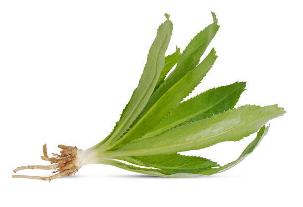 Long coriander or Sawtooth coriander isolated on white background