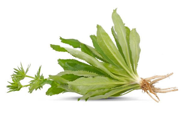 istock Long coriander or Sawtooth coriander isolated on white background 1756110217