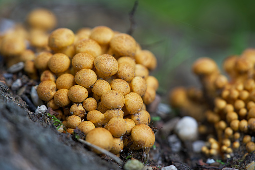 Close up of mushrooms in autumn