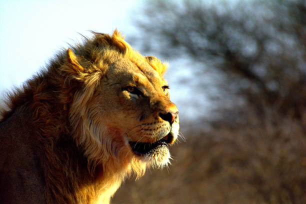 istock Lion in Kgalagadi Transfrontier Park Botswana 1756126973
