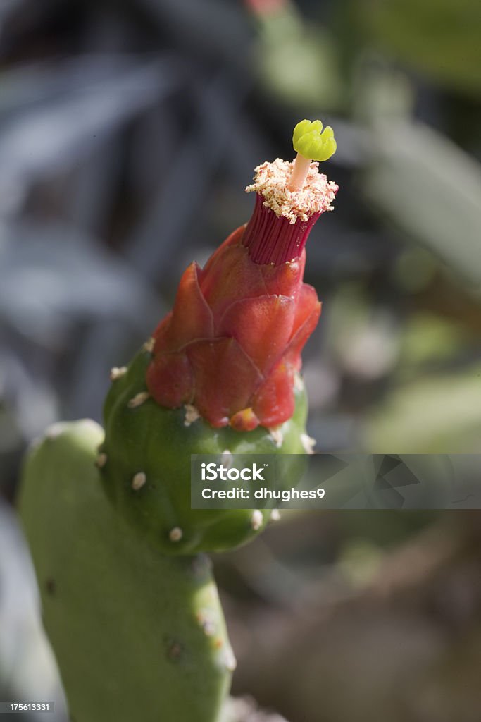 Prickly Pear Cactus Flower Stempel und Staubblatt Nahaufnahme - Lizenzfrei Baumblüte Stock-Foto