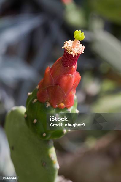 Foto de Cacto Nopal Flor Pistilo E Estame Closeup e mais fotos de stock de Beleza natural - Natureza - Beleza natural - Natureza, Cabeça da flor, Cacto