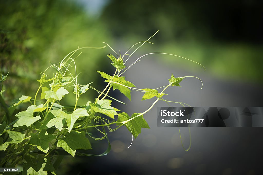 creeper - Lizenzfrei Ast - Pflanzenbestandteil Stock-Foto