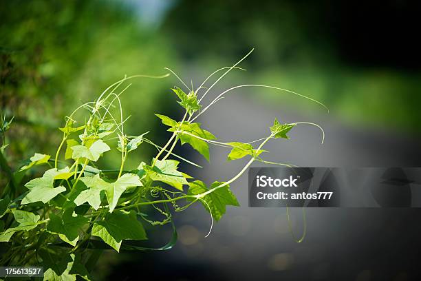 Rampicante - Fotografie stock e altre immagini di Agricoltura - Agricoltura, Bibita, Birra