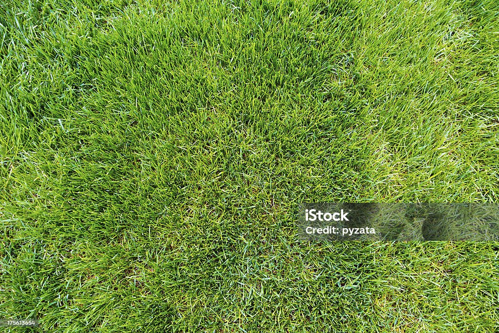 녹색 잔디 - 로열티 프리 갈퀴 스톡 사진