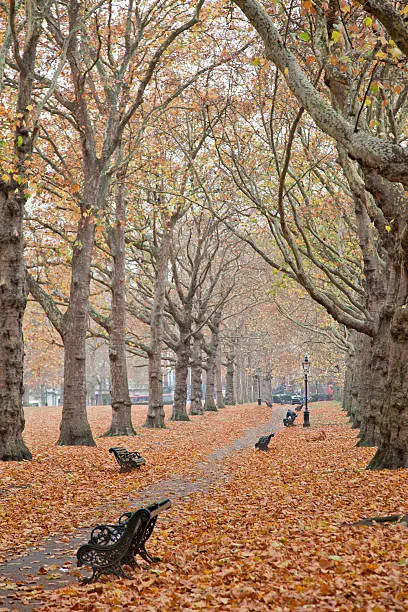 empty path at st.james park at london england UK