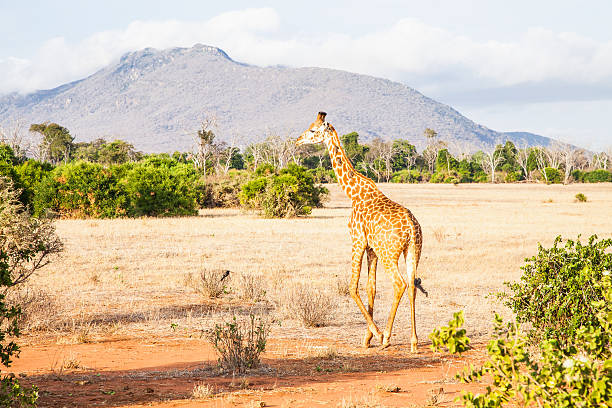 istock Free Giraffe in Kenya 175614161