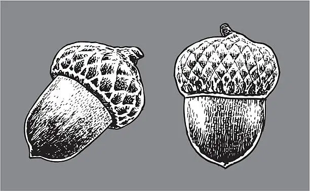 Vector illustration of Acorns