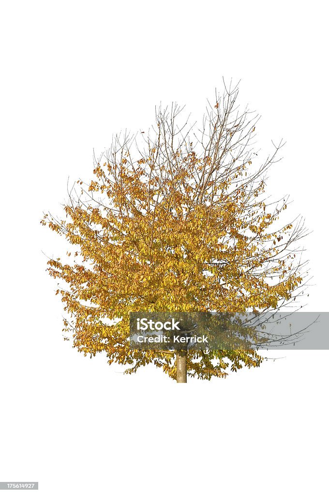 Baum im Herbst-isoliert auf white Cherry - Lizenzfrei Ast - Pflanzenbestandteil Stock-Foto