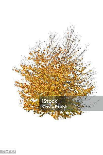 Baum Im Herbstisoliert Auf White Cherry Stockfoto und mehr Bilder von Ast - Pflanzenbestandteil - Ast - Pflanzenbestandteil, Baum, Baumrinde