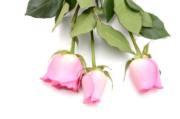 Rose flowers holiday isolated white