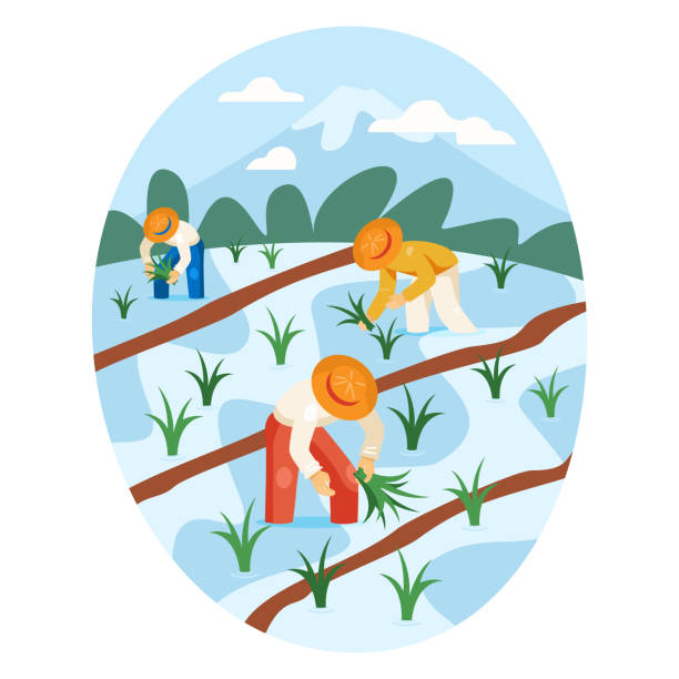 Uniformed workers harvesting ears of rice plantation with water Uniformed workers harvesting ears of rice plantation with water. Field work, harvest concept. Flat vector illustration in cartoon style in green and blue colors cartoon of the sushi plate stock illustrations