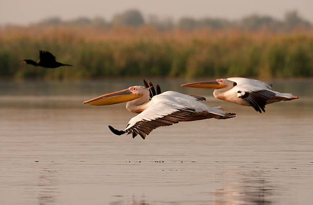 istock Great White Pelicans in migration season 175617046
