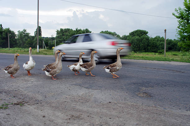 istock Geese walking on country road 175617182