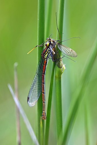 Large Red Damselfly (Pyrrhosoma nymphula) adult eating Cranefly

Eccles-on-sea, Norfolk, UK.    June