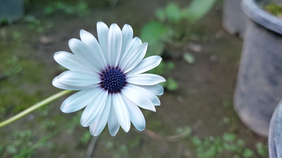 Cape marguerite, African daisy, Van Staden's river daisy, Sundays river daisy, white daisy bush, blue-and-white daisy bush, star of the veldt is an ornamental plant that is native to South Africa