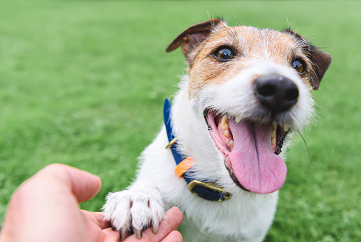 Jack Russell Terrier dog gives paw to a man