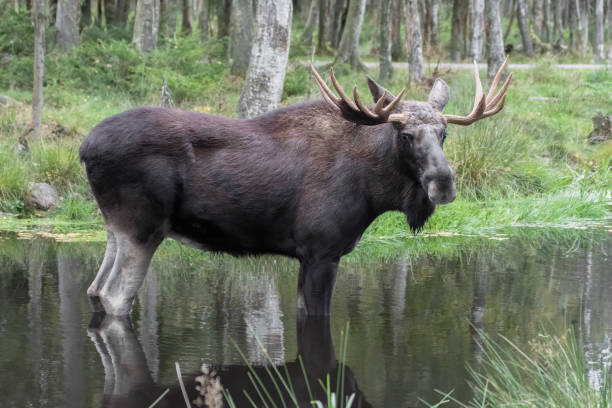 Two Shiras' Bull Moose in Eastern Idaho.