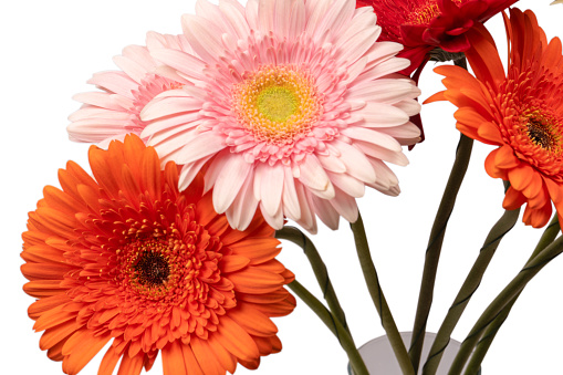 Bouquet of colorful gerbera flowers isolated on a white background.