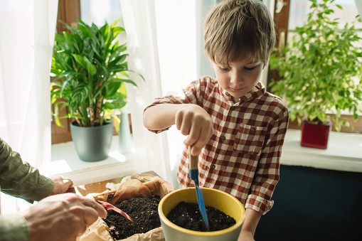 Child planting indoors