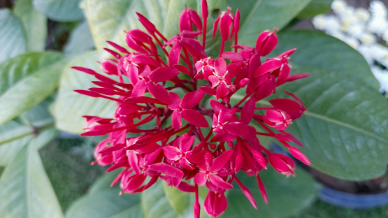 Ixora chinensis, commonly known as Chinese ixora, is a species of plant of the genus Ixora.