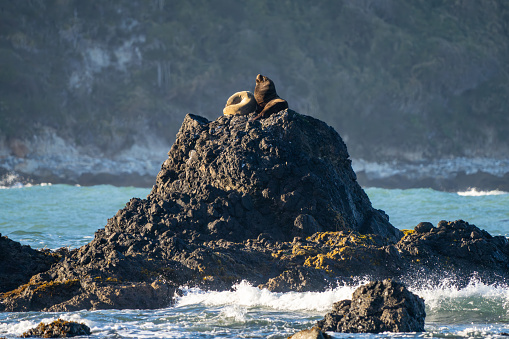 A Male and Female South American Sea Lion Sitting Resting on a Rock in the Pacific Ocean in Chile Chiloe Island