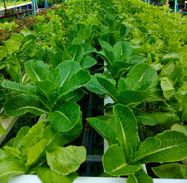 istock Salad vegetables, lettuce, green leafy vegetables 1756203912