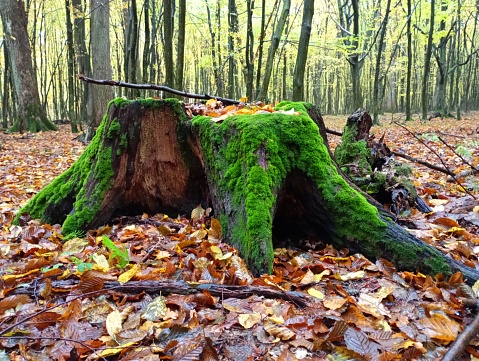 Oak stump covered with green moss in the autumn forest on the background of trees. An old rotten beautiful tree stump among fallen yellow leaves.