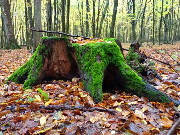 Oak stump covered with green moss in the autumn forest on the background of trees. An old rotten beautiful tree stump among fallen yellow leaves. Oak stump covered with green moss in the autumn forest on the background of trees. An old rotten beautiful tree stump among fallen yellow leaves. baumwurzel stock pictures, royalty-free photos & images