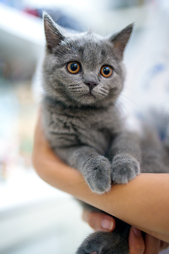 Close up a woman at home holding her cat in her hands, creating a cozy home and enjoying the company of her cute and funny pet