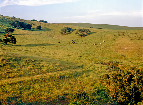 Cattle grazing in California