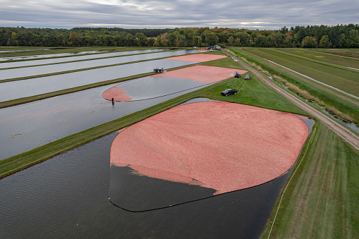 In central Wisconsin, cranberries are gathered in one corner of the cranberry bog.  Then, the cranberries are pumped up into a separator, separated from debris, and dropped into an open-air trailer ready for transport.